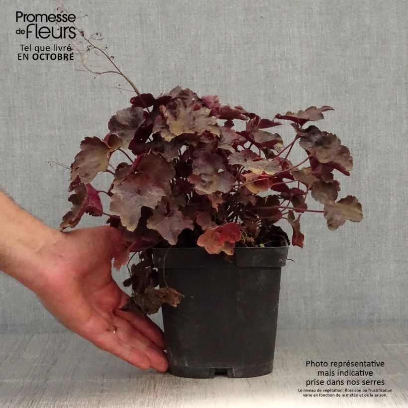 Exemplar von Heuchera Blackout - Purpurglöckchen Topf mit 2L/3L wie im Herbst geliefert
