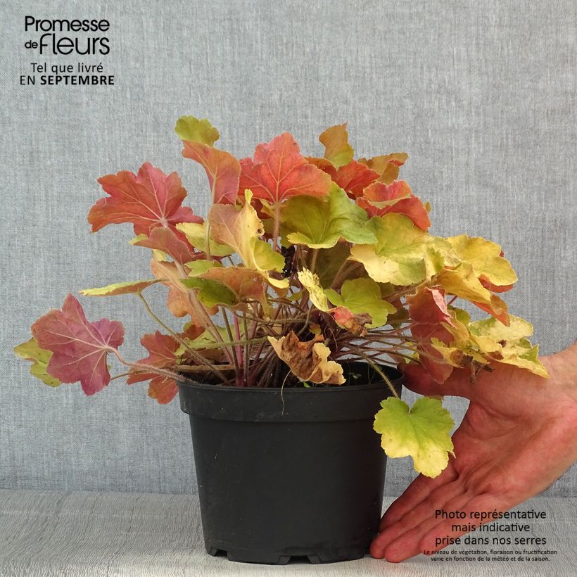 Exemplar von Heuchera Caramel - Purpurglöckchen Topf mit 2L/3L wie im Sommer geliefert