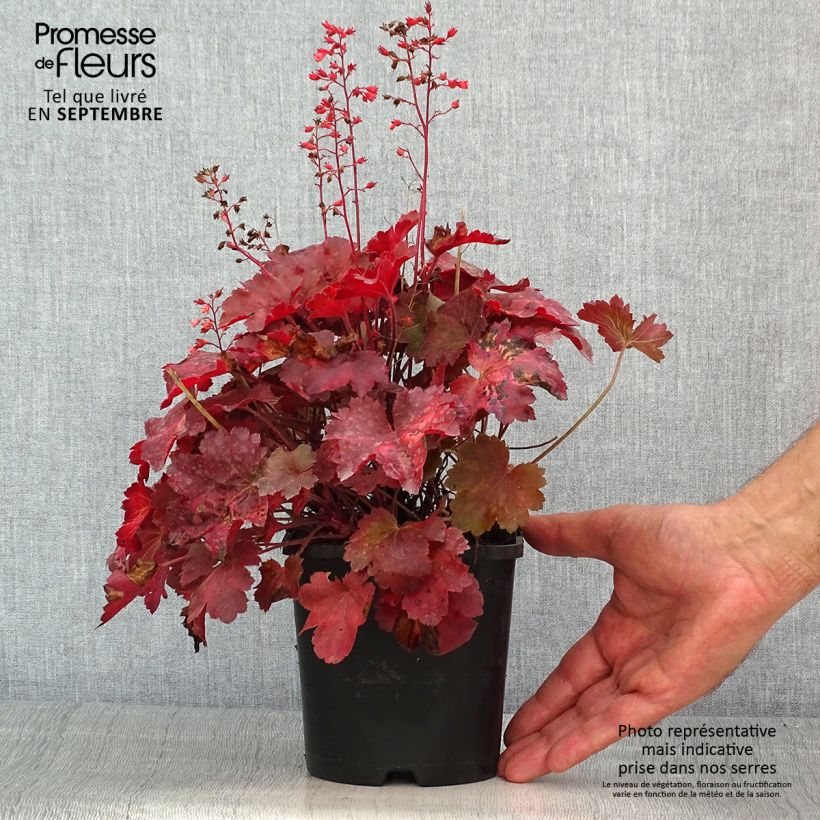 Exemplar von Heuchera Cherry Cola - Purpurglöckchen Topf mit 1,5L/2L wie im Sommer geliefert