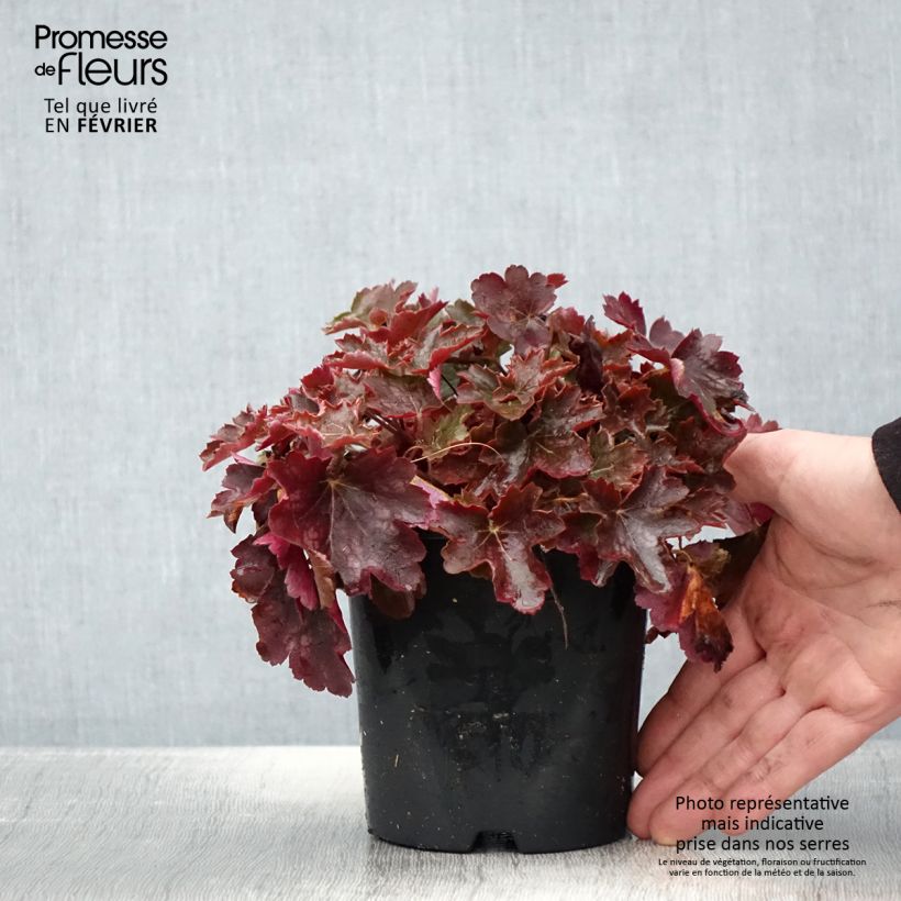 Exemplar von Heuchera Cherry Cola - Purpurglöckchen Topf mit 1,5L/2L wie im Winter geliefert
