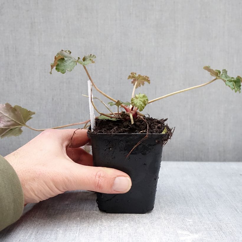 Exemplar von Heuchera Chocolate Ruffle - Purpurglöckchen Kleine Töpfe von 8/9 cm wie im Winter geliefert