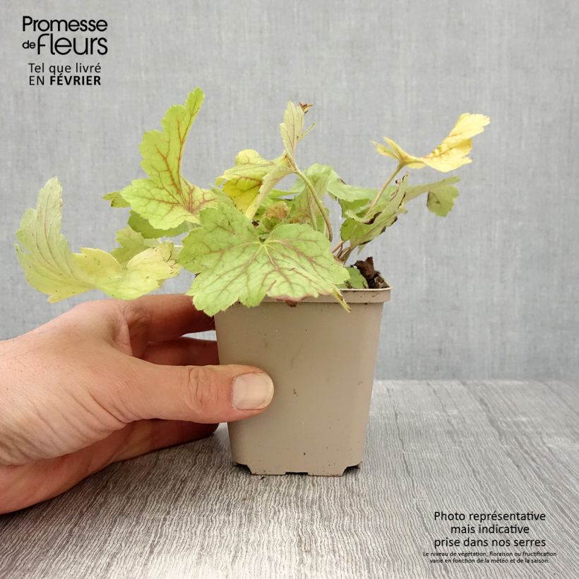 Exemplar von Heuchera Electric Lime - Purpurglöckchen Kleine Töpfe von 8/9 cm wie im Winter geliefert