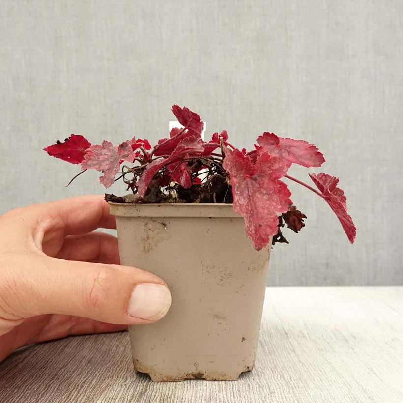 Exemplar von Heuchera Fire Chief - Purpurglöckchen Kleine Töpfe von 8/9 cm wie im Herbst geliefert