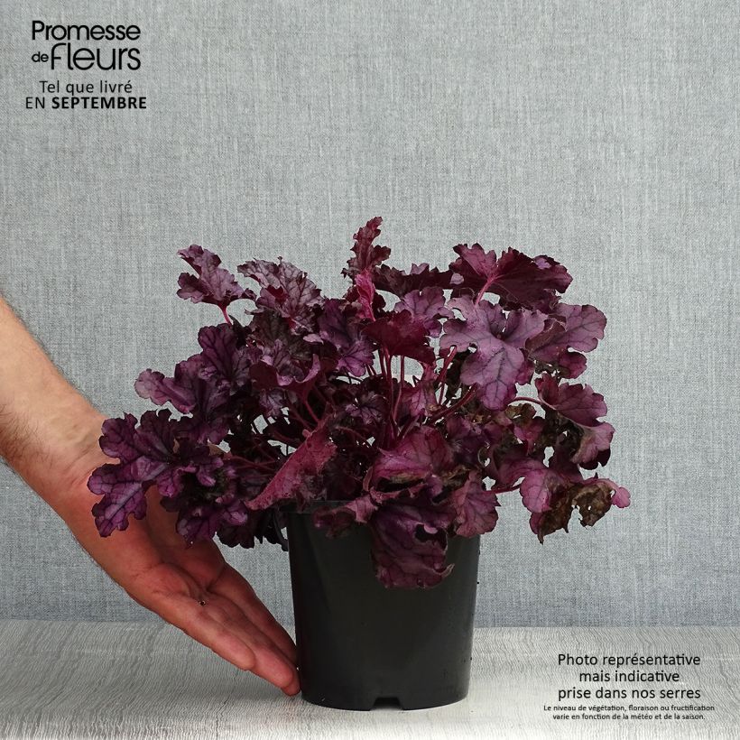 Exemplar von Heuchera Forever Purple - Purpurglöckchen Topf mit 1,5L/2L wie im Sommer geliefert