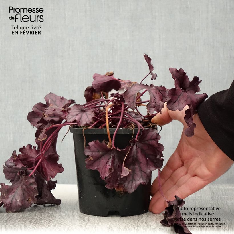 Exemplar von Heuchera Forever Purple - Purpurglöckchen Topf mit 1,5L/2L wie im Winter geliefert
