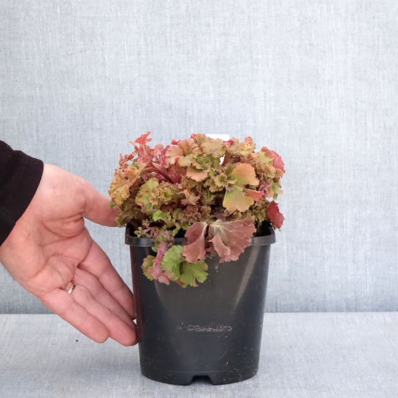 Exemplar von Heuchera Frilly - Purpurglöckchen Topf mit 1,5L/2L wie im Frühjahr geliefert