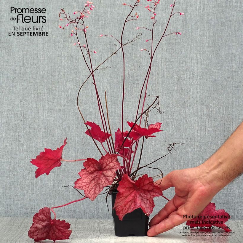 Exemplar von Heuchera Georgia Peach - Purpurglöckchen Kleine Töpfe von 8/9 cm wie im Sommer geliefert