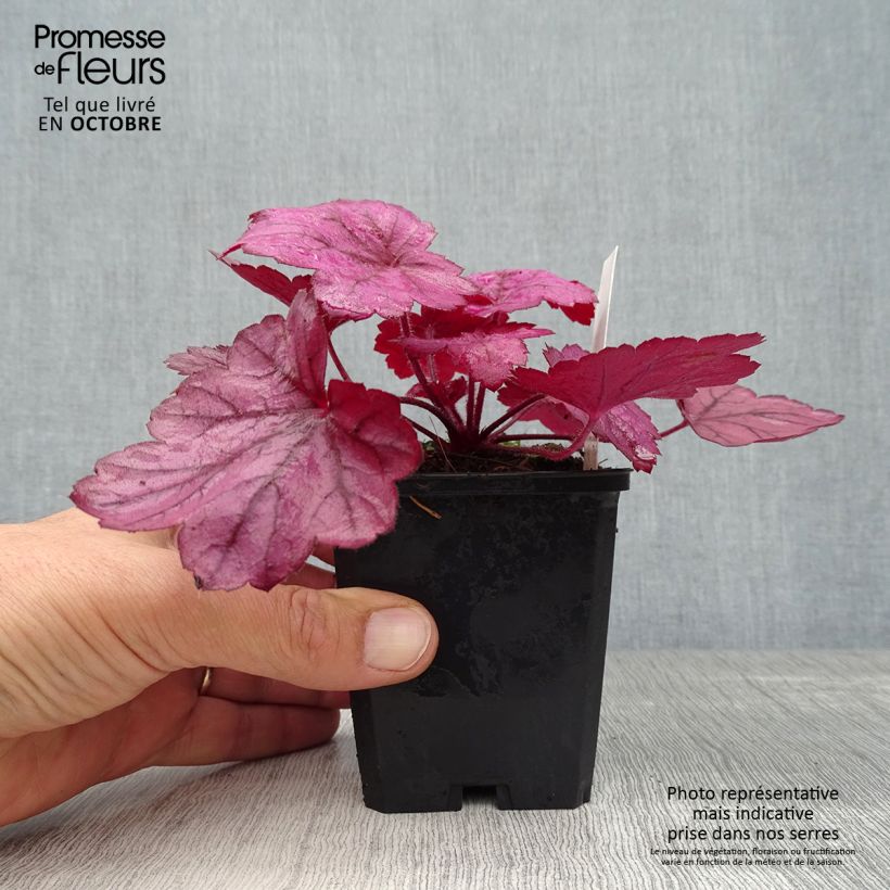 Exemplar von Heuchera Georgia Plum - Purpurglöckchen Kleine Töpfe von 8/9 cm wie im Herbst geliefert