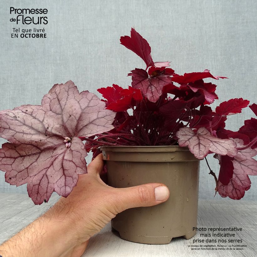 Exemplar von Heuchera Georgia Plum - Purpurglöckchen Topf mit 2L/3L wie im Herbst geliefert