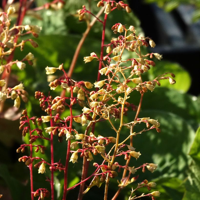 Heuchera Ginger Ale - Purpurglöckchen (Blüte)