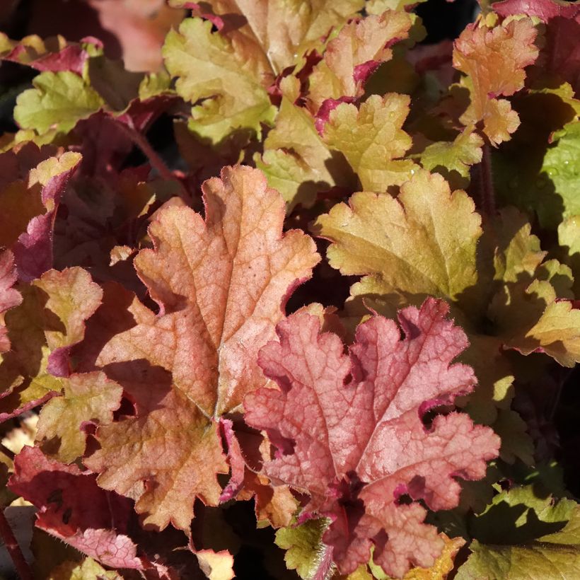 Heuchera Ginger Peach - Purpurglöckchen (Laub)