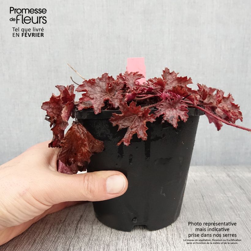Exemplar von Heuchera Ginger Peach - Purpurglöckchen Topf mit 1L/1,5L wie im Winter geliefert
