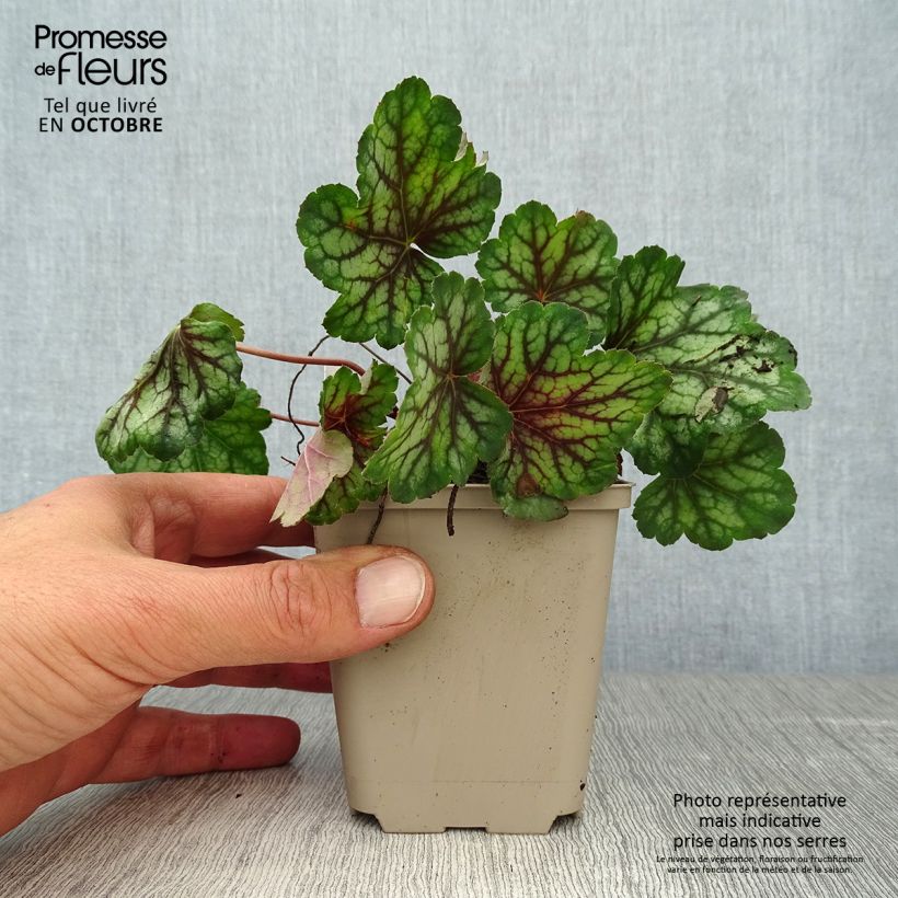 Exemplar von Heuchera Green Spice - Purpurglöckchen Kleine Töpfe von 8/9 cm wie im Herbst geliefert