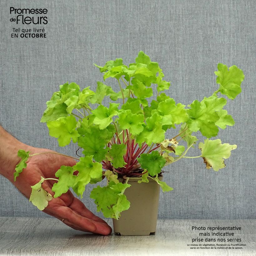 Exemplar von Heuchera Lime Marmalade - Purpurglöckchen Kleine Töpfe von 8/9 cm wie im Herbst geliefert