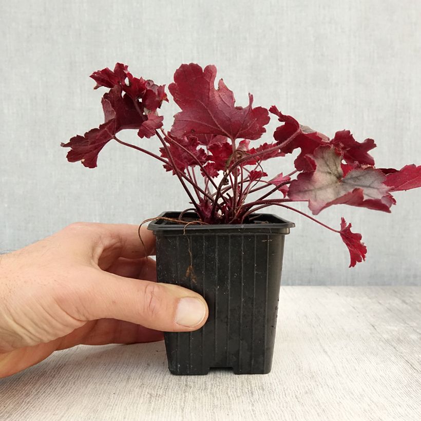 Exemplar von Heuchera Little Cuties Sugar Berry - Purpurglöckchen Kleine Töpfe von 8/9 cm wie im Herbst geliefert