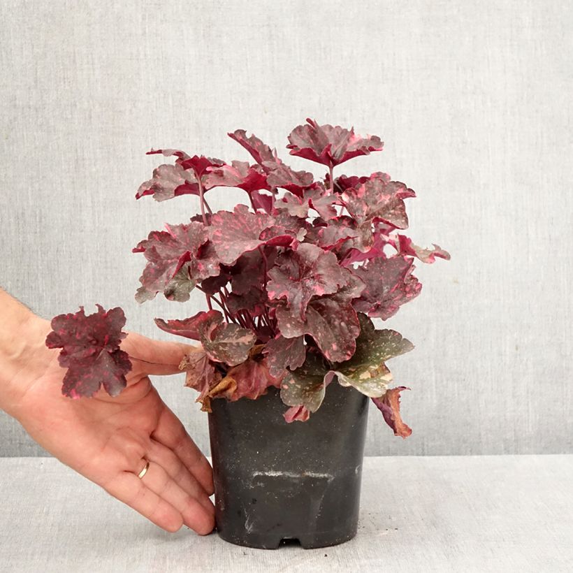 Exemplar von Heuchera Midnight Rose - Purpurglöckchen Topf mit 1,5L/2L wie im Herbst geliefert