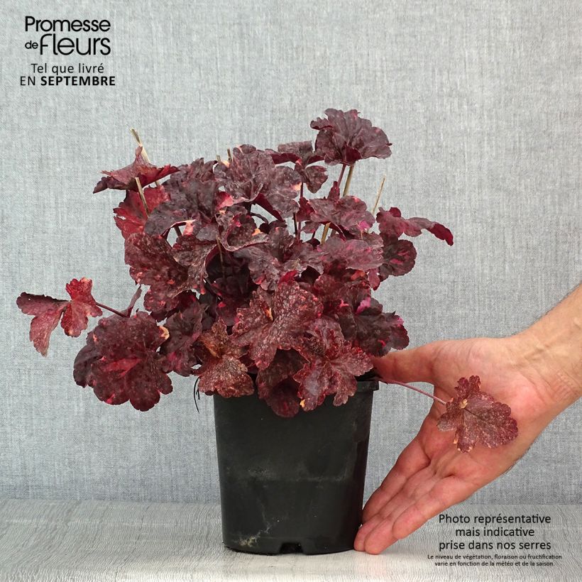 Exemplar von Heuchera Midnight Rose - Purpurglöckchen Topf mit 1,5L/2L wie im Sommer geliefert