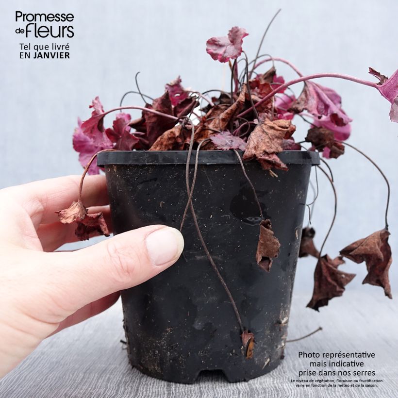 Exemplar von Heuchera Midnight Rose - Purpurglöckchen Topf mit 1,5L/2L wie im Winter geliefert