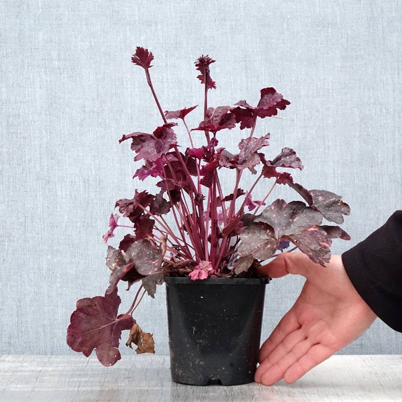 Exemplar von Heuchera Midnight Rose - Purpurglöckchen Topf mit 1,5L/2L wie im Frühjahr geliefert