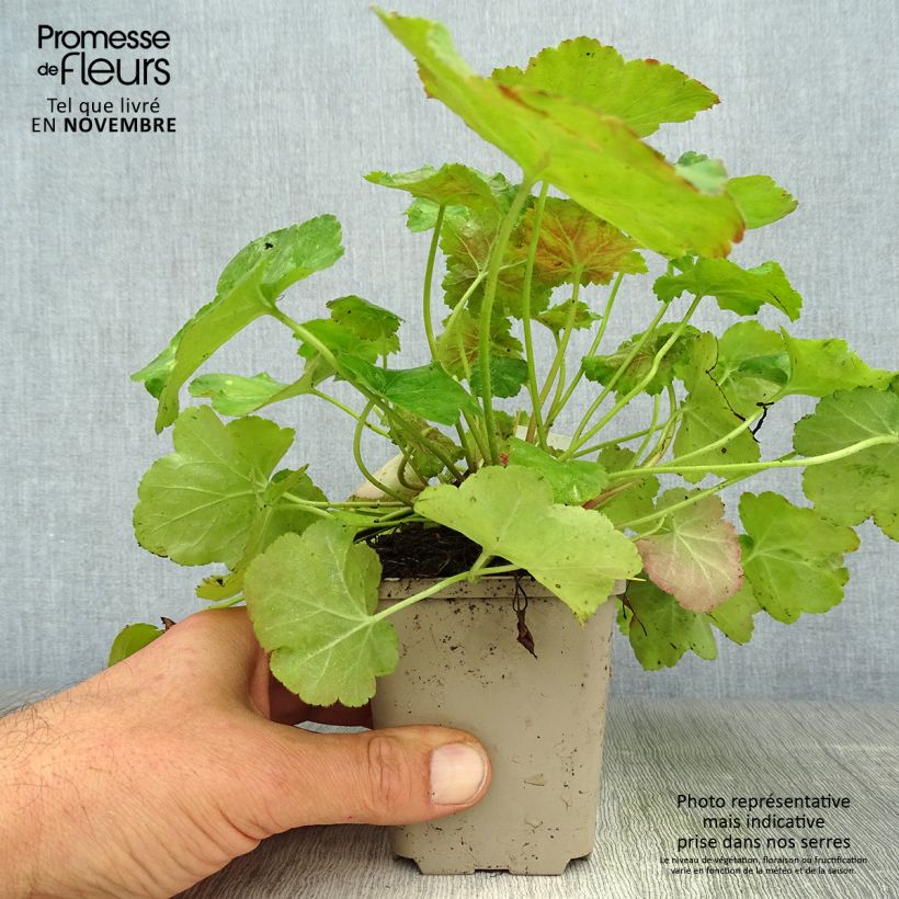 Exemplar von Heuchera Miracle - Purpurglöckchen Kleine Töpfe von 8/9 cm wie im Herbst geliefert