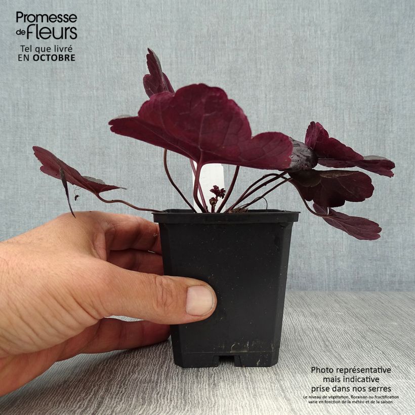 Exemplar von Heuchera Obsisian - Purpurglöckchen Kleine Töpfe von 8/9 cm wie im Herbst geliefert