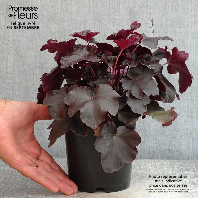 Exemplar von Heuchera Obsisian - Purpurglöckchen Topf mit 1,5L/2L wie im Sommer geliefert