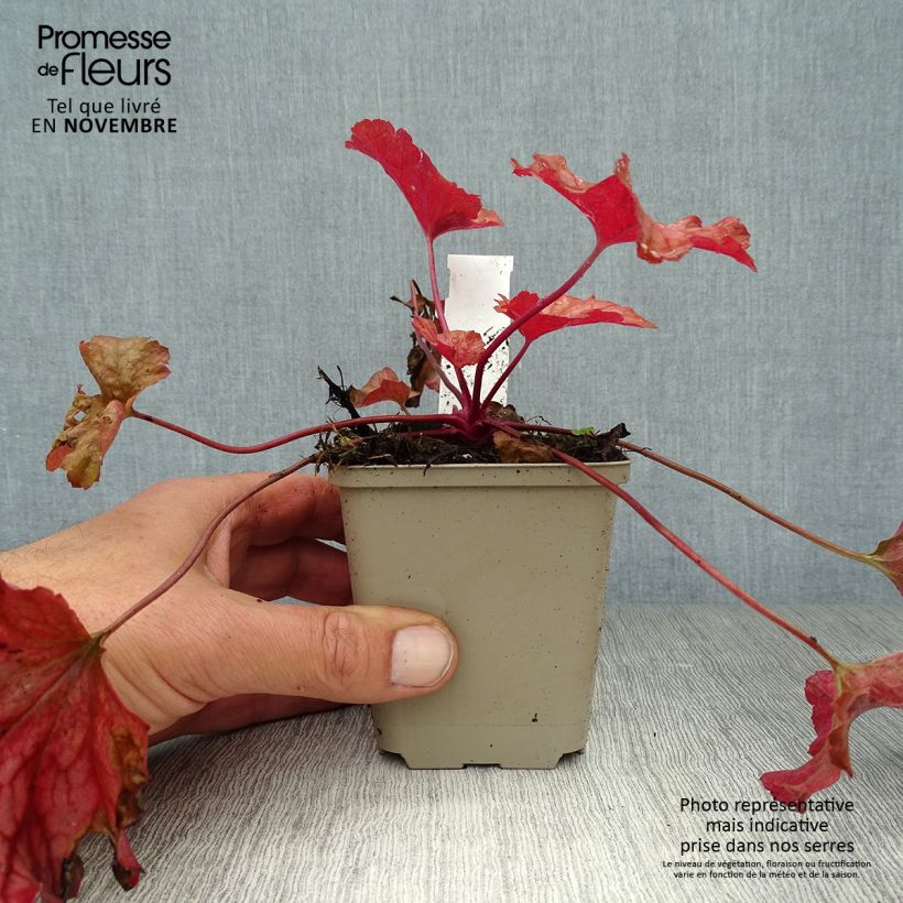Exemplar von Heuchera Paprika - Purpurglöckchen Kleine Töpfe von 8/9 cm wie im Herbst geliefert