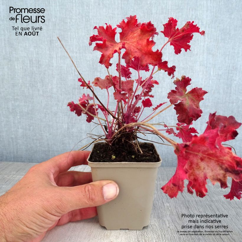 Exemplar von Heuchera Peach Crisp - Purpurglöckchen Kleine Töpfe von 8/9 cm wie im Sommer geliefert