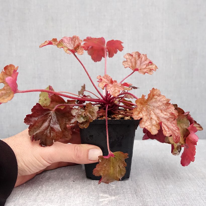 Exemplar von Heuchera Peach flambé - Purpurglöckchen Kleine Töpfe von 8/9 cm wie im Herbst geliefert
