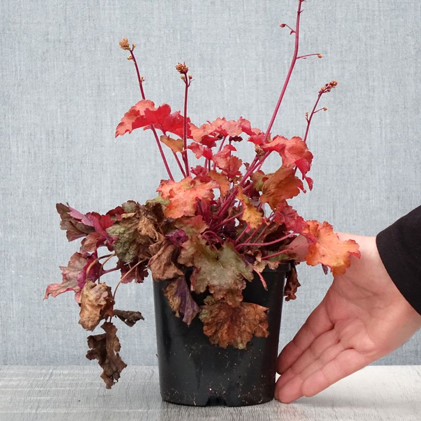 Exemplar von Heuchera Peach flambé - Purpurglöckchen Topf mit 1,5L/2L wie im Frühjahr geliefert