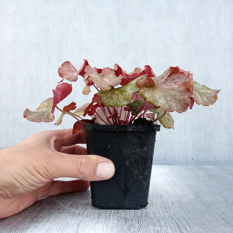Exemplar von Heuchera Pinot Gris - Purpurglöckchen Kleine Töpfe von 8/9 cm wie im Herbst geliefert
