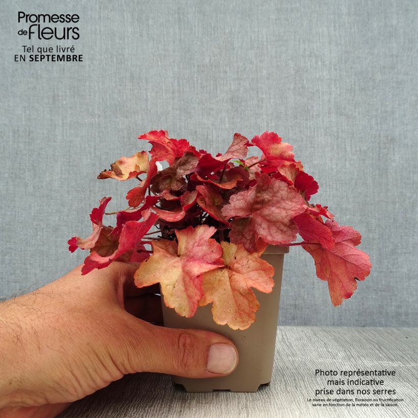 Exemplar von Heuchera Pinot Gris - Purpurglöckchen Kleine Töpfe von 8/9 cm wie im Sommer geliefert