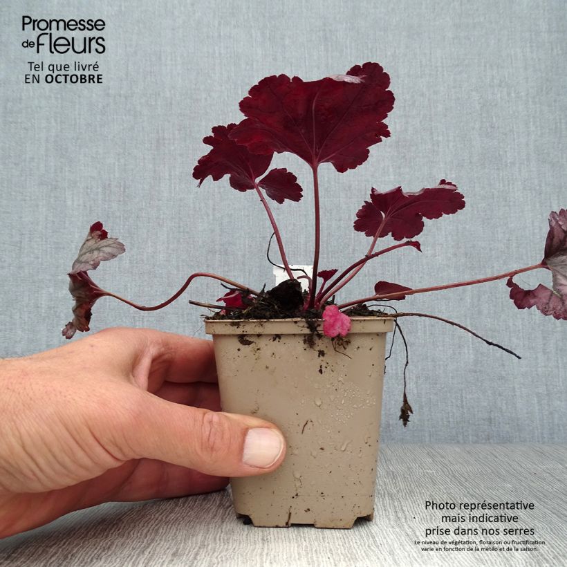Exemplar von Heuchera Plum Royale - Purpurglöckchen Kleine Töpfe von 8/9 cm wie im Herbst geliefert