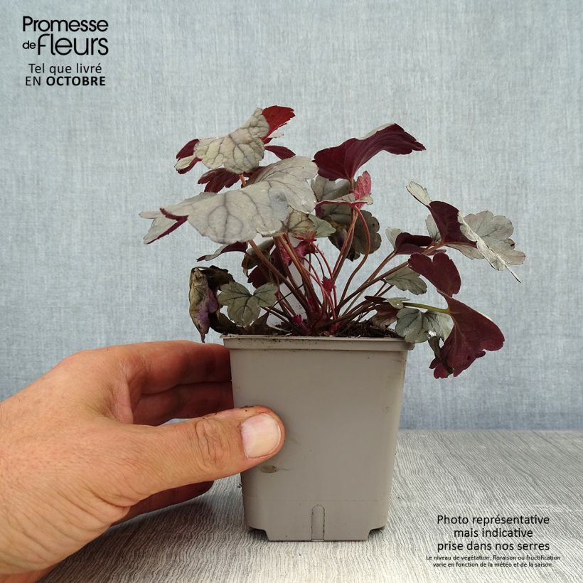 Exemplar von Heuchera Silver Gumdrop - Purpurglöckchen Kleine Töpfe von 8/9 cm wie im Herbst geliefert