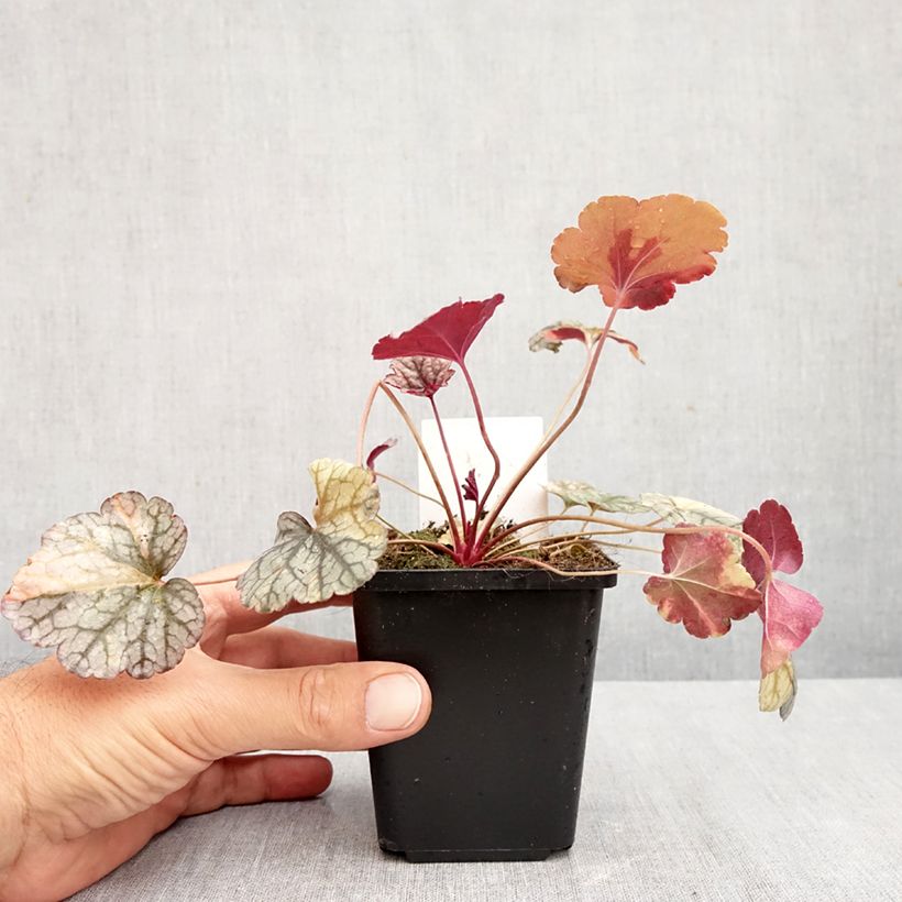 Exemplar von Heuchera Silver Scrolls - Purpurglöckchen Kleine Töpfe von 8/9 cm wie im Herbst geliefert