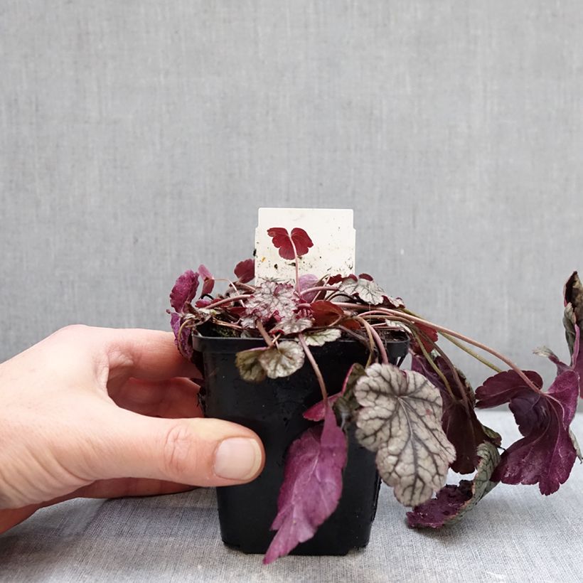 Exemplar von Heuchera Silver Scrolls - Purpurglöckchen Kleine Töpfe von 8/9 cm wie im Winter geliefert
