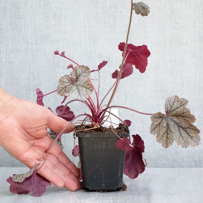 Exemplar von Heuchera Silver Scrolls - Purpurglöckchen Kleine Töpfe von 8/9 cm wie im Frühjahr geliefert