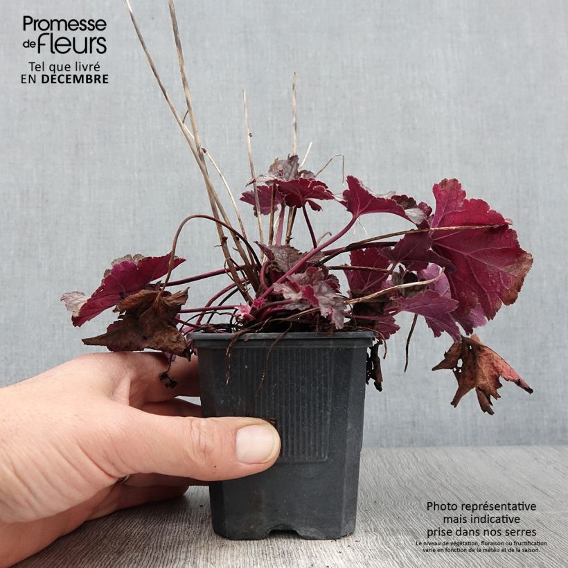 Exemplar von Heuchera Spellbound - Purpurglöckchen Kleine Töpfe von 8/9 cm wie im Herbst geliefert