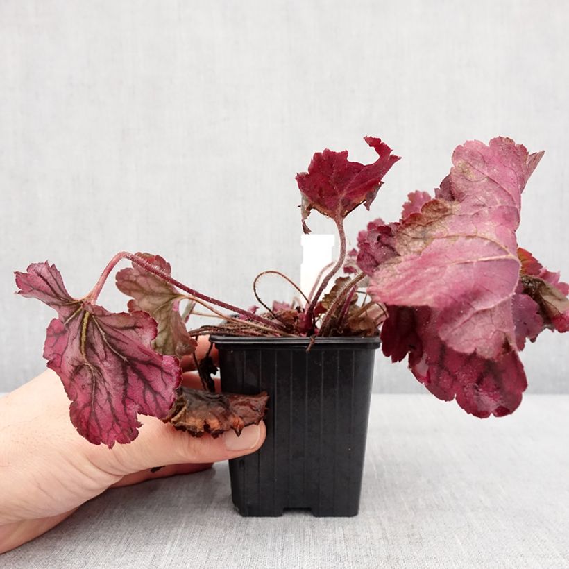 Exemplar von Heuchera Spellbound - Purpurglöckchen Kleine Töpfe von 8/9 cm wie im Winter geliefert