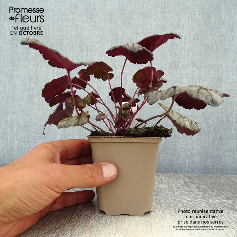 Exemplar von Heuchera Sugar Plum - Purpurglöckchen Kleine Töpfe von 8/9 cm wie im Herbst geliefert