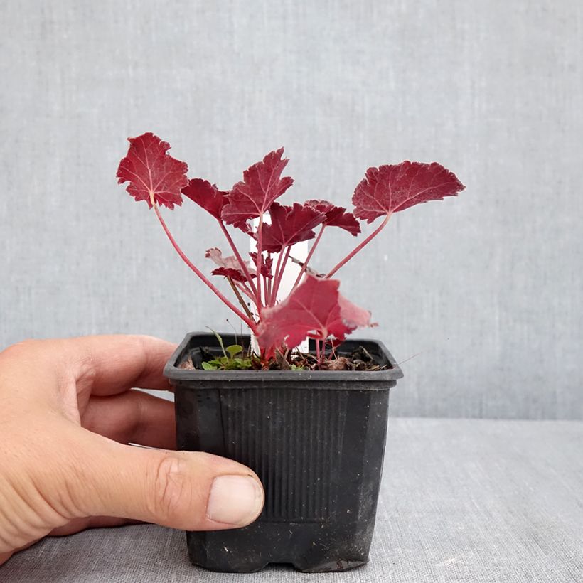 Exemplar von Heuchera Timeless Treasure® - Purpurglöckchen Kleine Töpfe von 8/9 cm wie im Sommer geliefert