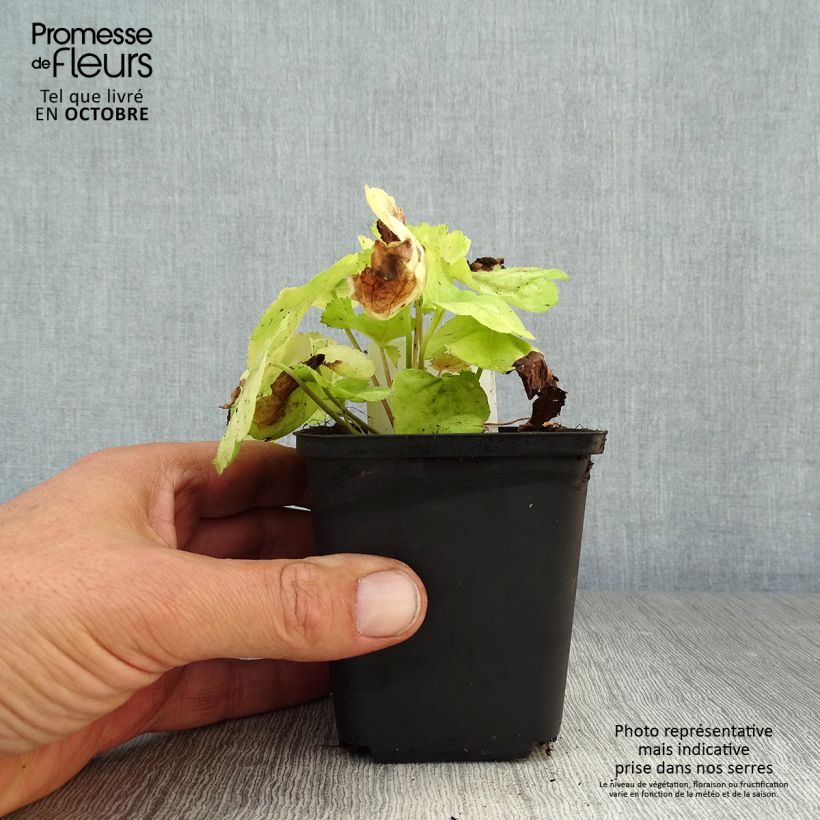 Exemplar von Heuchera Tiramisu - Purpurglöckchen Kleine Töpfe von 8/9 cm wie im Herbst geliefert