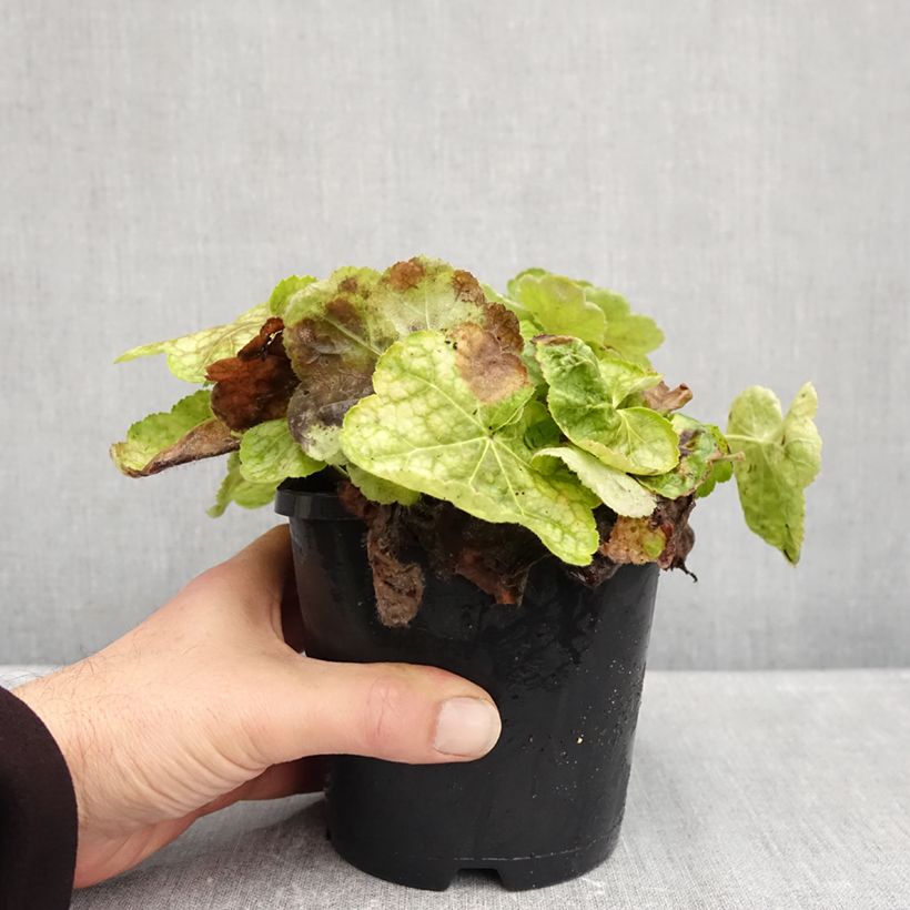 Exemplar von Heuchera Tiramisu - Purpurglöckchen Topf mit 1,5L/2L wie im Herbst geliefert