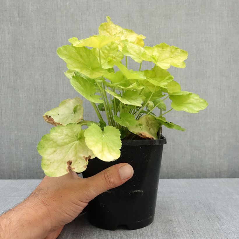 Exemplar von Heuchera Tiramisu - Purpurglöckchen Topf mit 1,5L/2L wie im Sommer geliefert