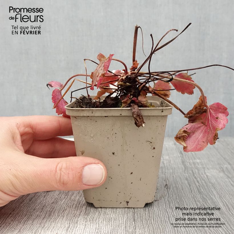 Exemplar von Heuchera Vienna - Purpurglöckchen Kleine Töpfe von 8/9 cm wie im Winter geliefert