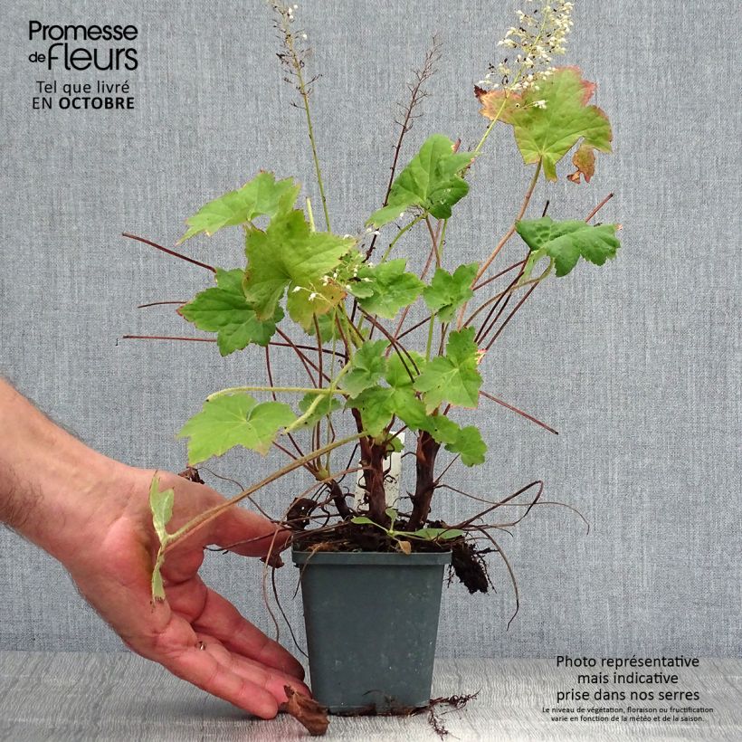 Exemplar von Heuchera Chantilly - Purpurglöckchen Kleine Töpfe von 8/9 cm wie im Herbst geliefert