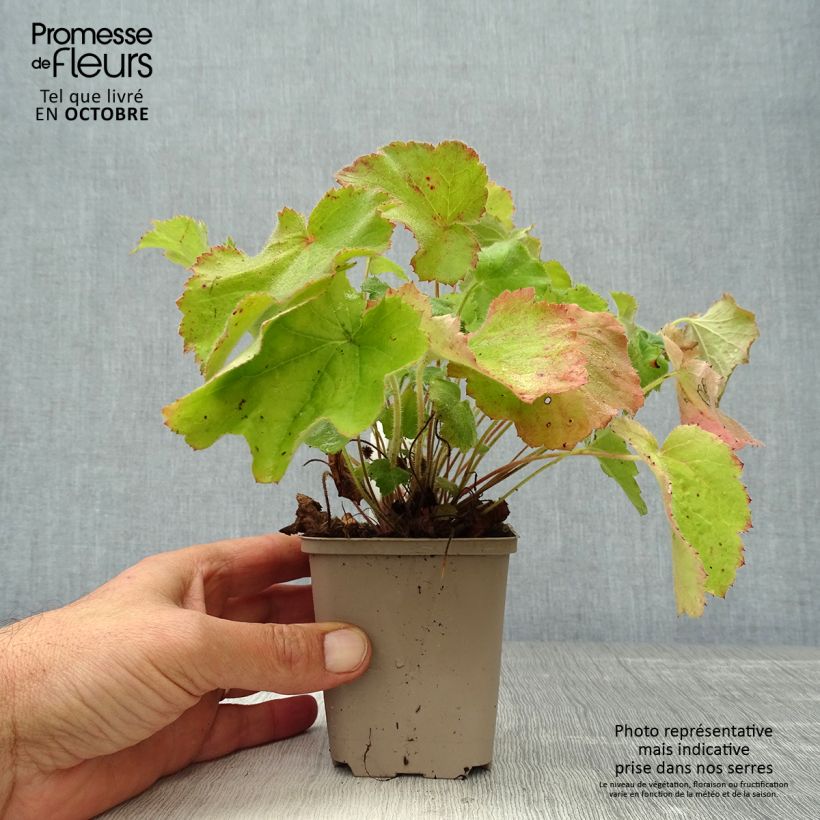 Exemplar von Heuchera villosa var macrorrhiza - Purpurglöckchen Kleine Töpfe von 8/9 cm wie im Herbst geliefert