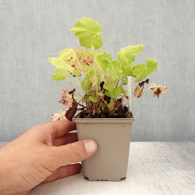 Exemplar von Heuchera villosa var macrorrhiza - Purpurglöckchen Kleine Töpfe von 8/9 cm wie im Sommer geliefert