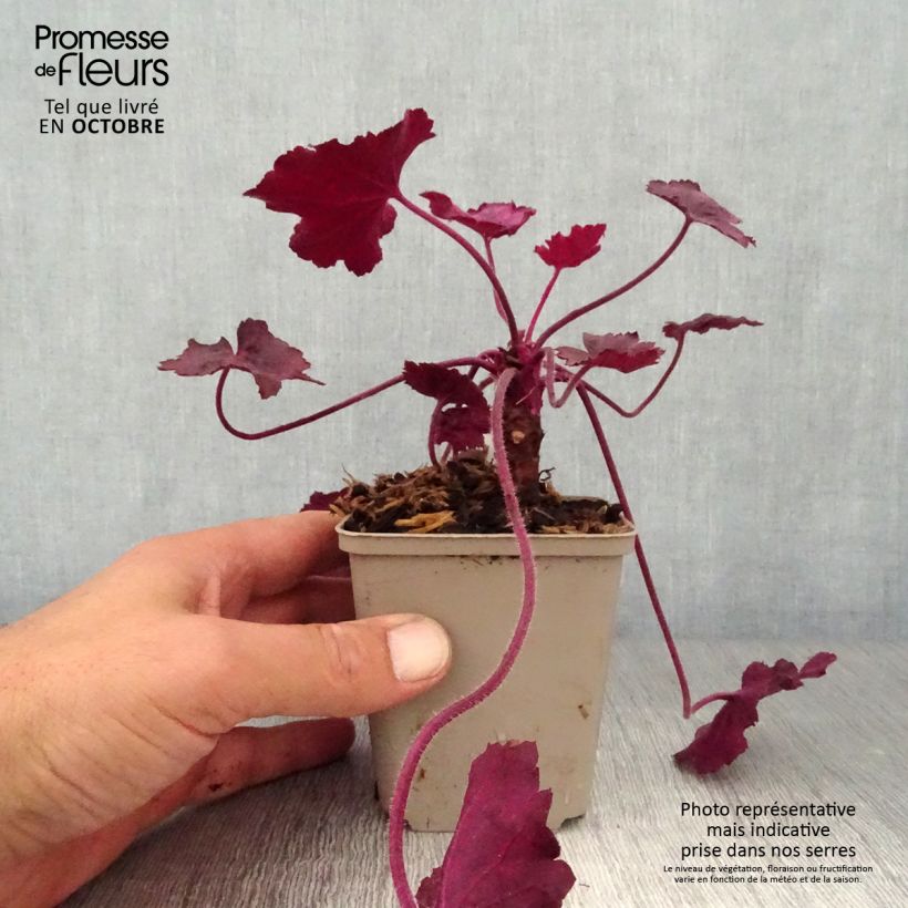 Exemplar von Heuchera Wild Rose - Purpurglöckchen Kleine Töpfe von 8/9 cm wie im Herbst geliefert