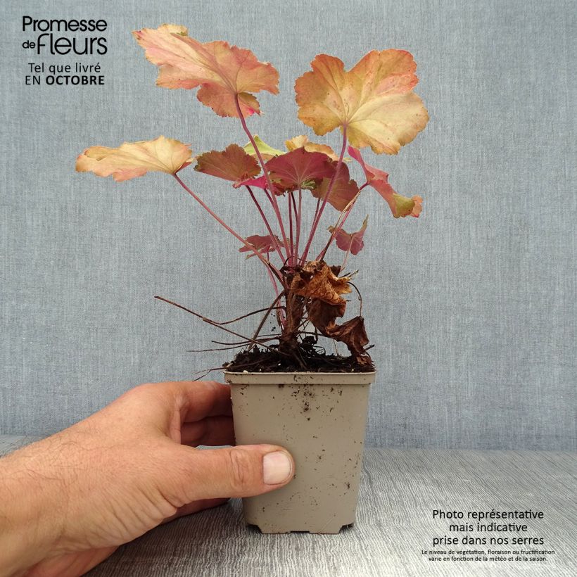 Exemplar von Heuchera Mega Caramel - Purpurglöckchen Kleine Töpfe von 8/9 cm wie im Herbst geliefert